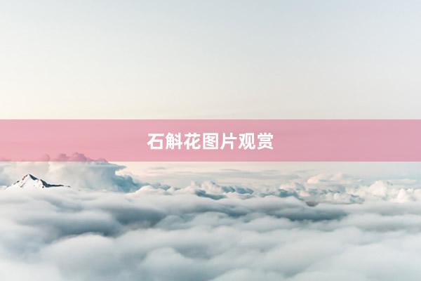 石斛花图片观赏
